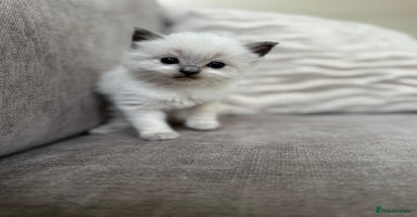 Ragdoll cats - Advert 6