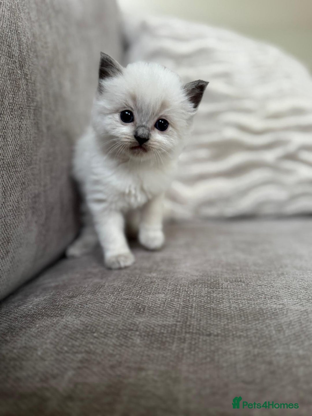 Ragdoll cats for sale: Ragdoll kittens - 7 weeks old.  - Image 2