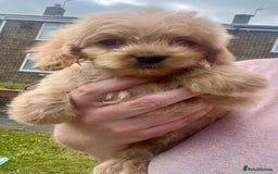 Mixed Breed dogs for sale: Last 2 puppies!  🩷 Maltipoo x Cockapoo puppies - Image 26