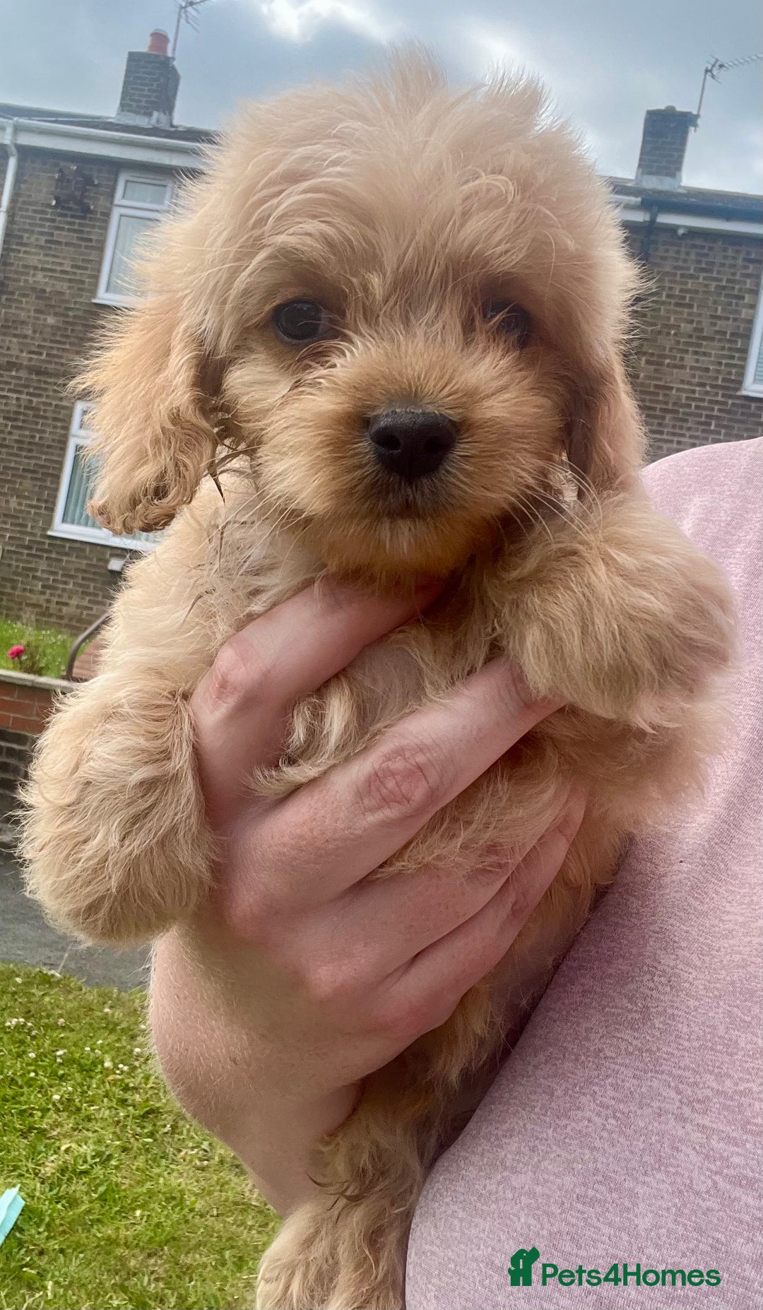 Mixed Breed dogs for sale: Last 2 puppies!  🩷 Maltipoo x Cockapoo puppies - Image 26