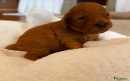 Cockapoo dogs for sale: ⭐️Exceptional litter - Cockapoo F1BB⭐️ - Image 7