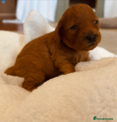 Cockapoo dogs - Advert 11