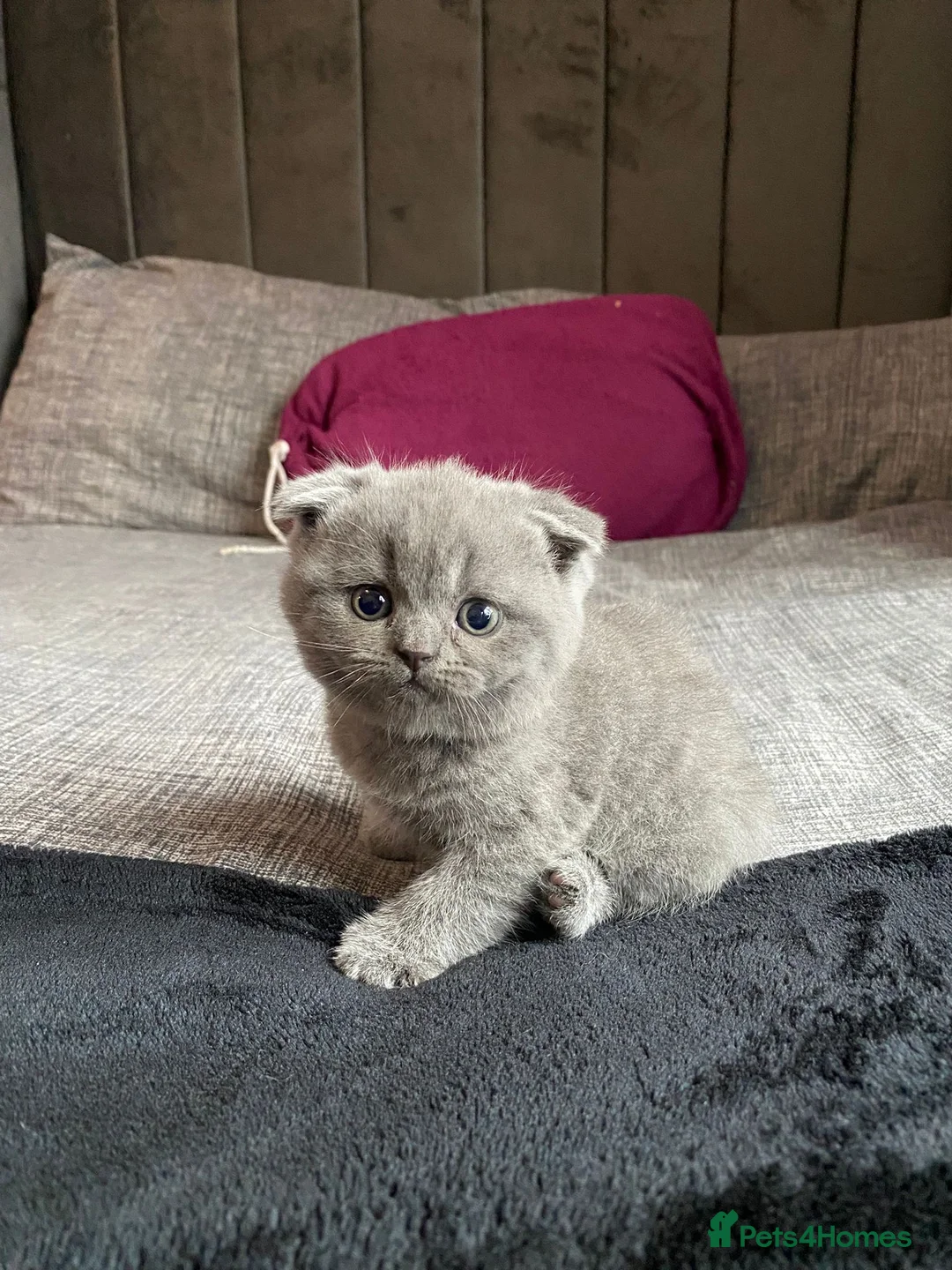 British Shorthair cats for sale: British short hair kitten  - Advert 2