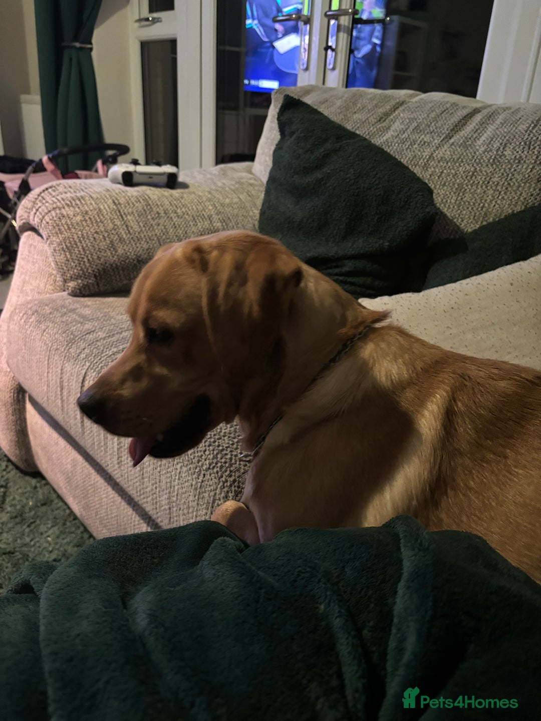 Labrador Retriever dogs for sale: Golden labrador - Advert 3