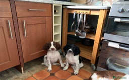 English Springer Spaniel dogs for sale: Ethically Bred  - Image 1
