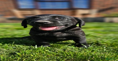 Labrador Retriever dogs - Advert 11