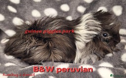 Guinea Pig rodents for sale: Female guinea pig babies in Saltburn-by-the-Sea - Image 3