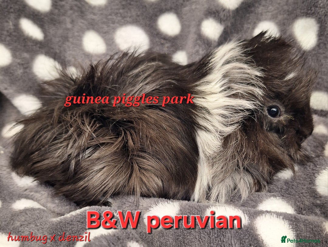 Guinea Pig rodents for sale: Female guinea pig babies in Saltburn-by-the-Sea - Image 3