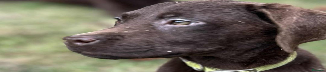 Labrador Retriever Puppy 2