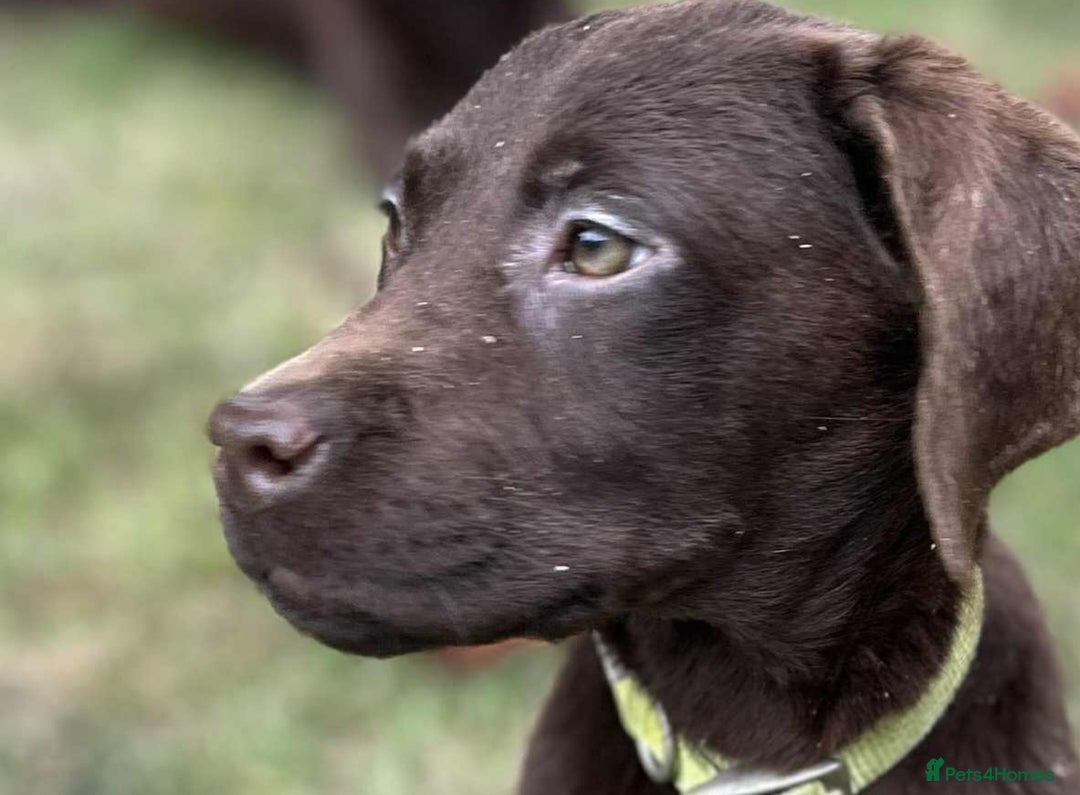 Labrador Retriever dogs for sale: 2 Pedigree Chocolate Male lab puppies for sale - Image 5