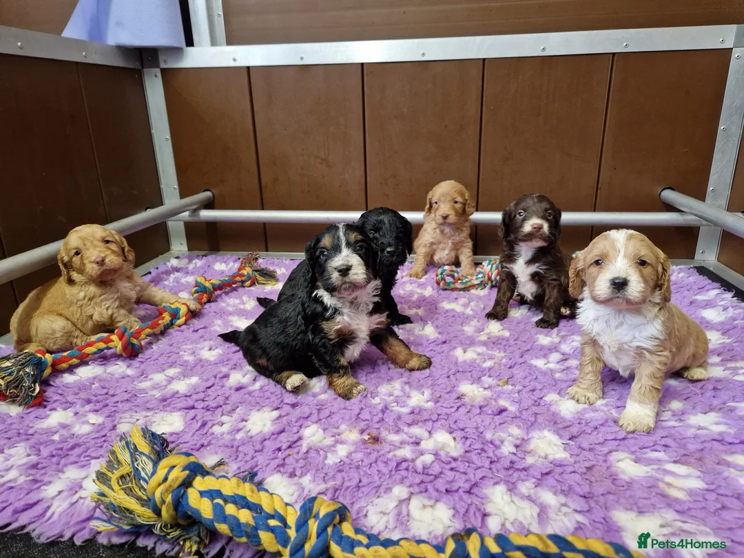 Cockapoo dogs for sale: STUNNING RARE COLOUR F1 TOY COCKAPOOS  - Advert 8