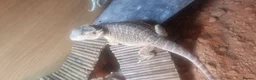 Bearded Dragon reptiles for sale: 2 Bearded dragon  - Advert 4