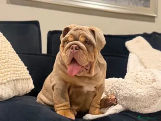 English Bulldog dogs 🔥 Epic Bullyz Major Daughter X Posher Turkish 🔥 - Advert 2
