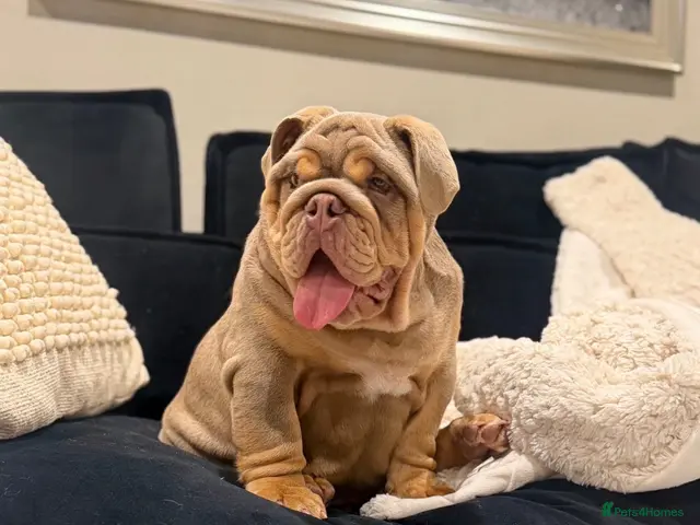 English Bulldog dogs 🔥 Epic Bullyz Major Daughter X Posher Turkish 🔥 - Advert 2