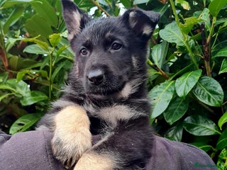 German Shepherd dogs German Shepherd Puppies For Sale - Advert 1