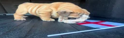 English Bulldog dogs for sale: Quality English bulldogs - Advert 5
