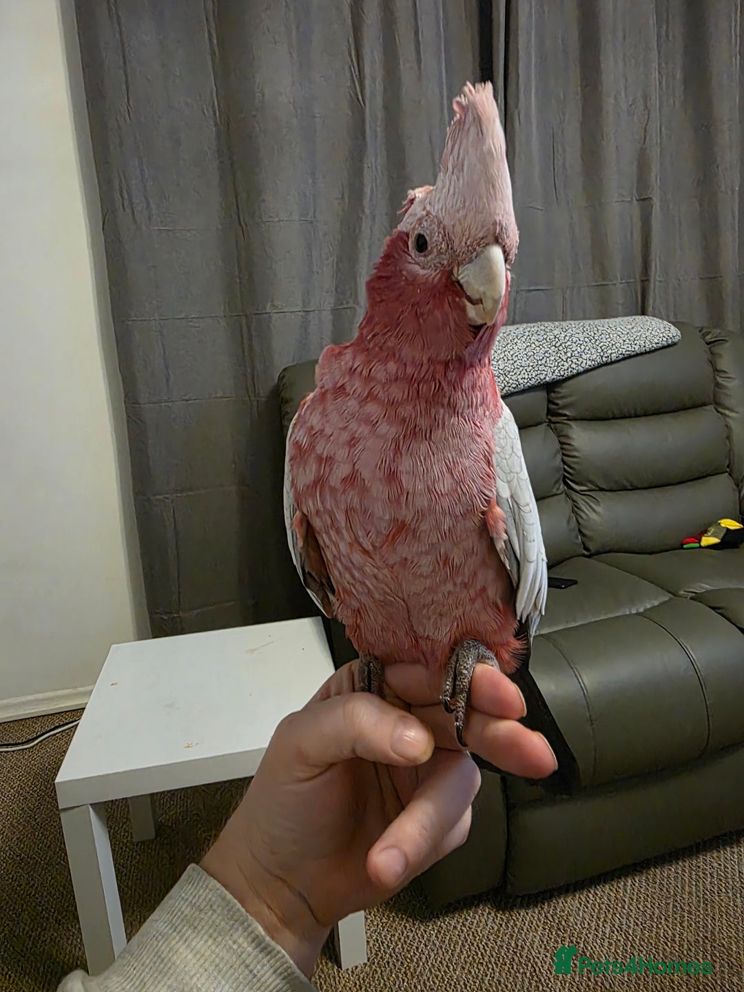 Cockatoo birds for sale: Hand reared galah cockatoo  - Advert 1