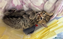 Bengal cats for sale: ‼️Ready to leave in 3 weeks‼️ - Image 8