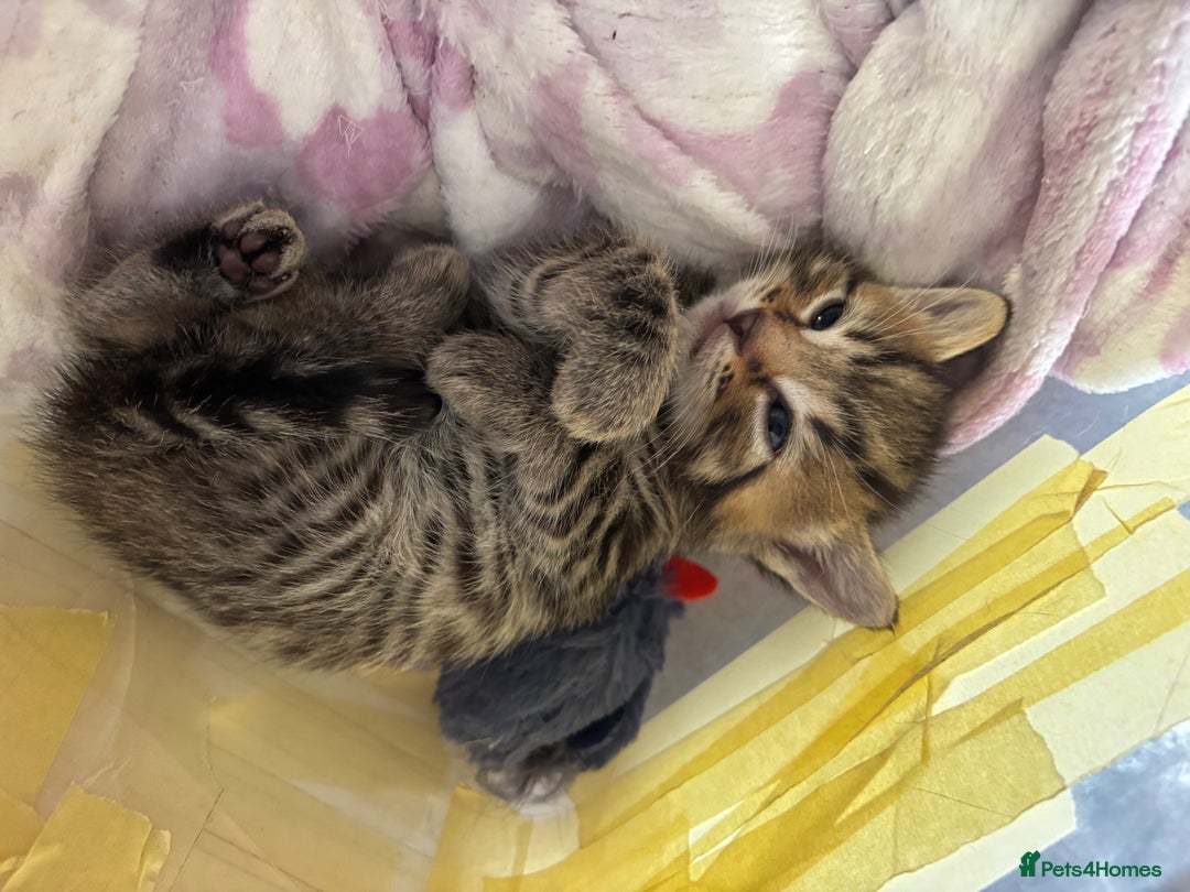 Bengal cats for sale: ‼️Ready to leave in 3 weeks‼️ - Image 8