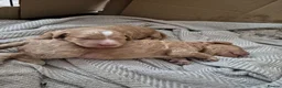Cockapoo dogs for sale: Two Gorgeous Cockapoos. Viewible with mum and dad - Advert 1