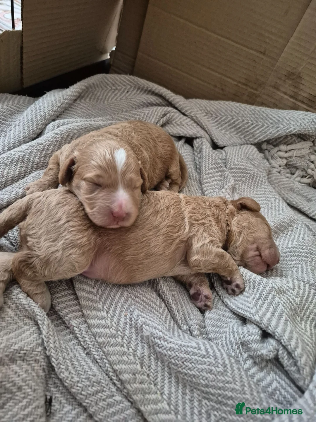 Cockapoo dogs for sale: Two Gorgeous Cockapoos. Viewible with mum and dad - Advert 1