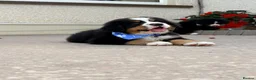 Bernese Mountain Dog dogs for sale: Kc Bernese mountain pups  - Advert 13