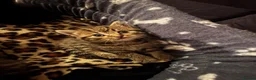 British Longhair cats for sale: Beautiful British Longhair Mix Kittens - Advert 9