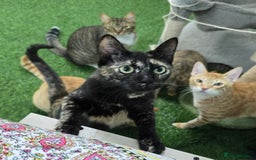 Mixed Breed cats for adoption: [Indoors Only] Lovely & affectionate Cuddlebugs - Image 2