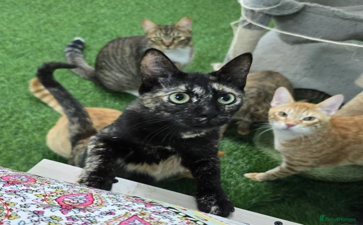Mixed Breed cats - Advert 2