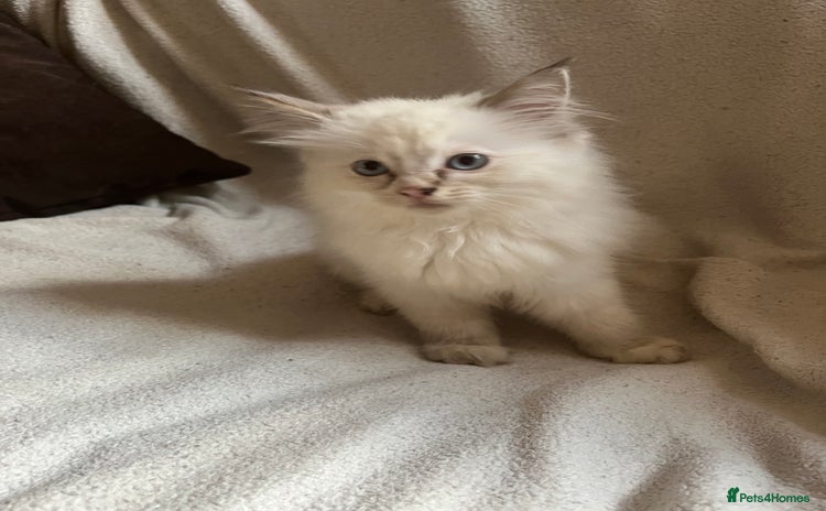 Ragdoll cats - Advert 6
