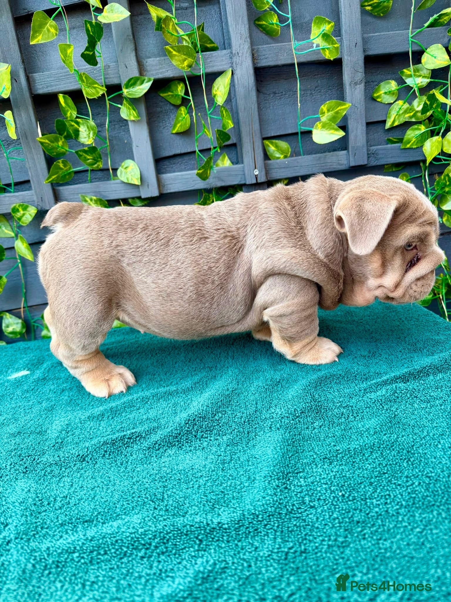 English Bulldog dogs Stunning bulldog puppies for sale  - Advert 2