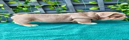 English Bulldog dogs for sale: Stunning bulldog puppies for sale  - Advert 3