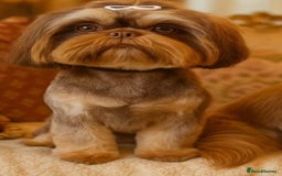 Shih Tzu dogs for sale: ✨️Exceptional Imperial Litter✨️ - Image 18