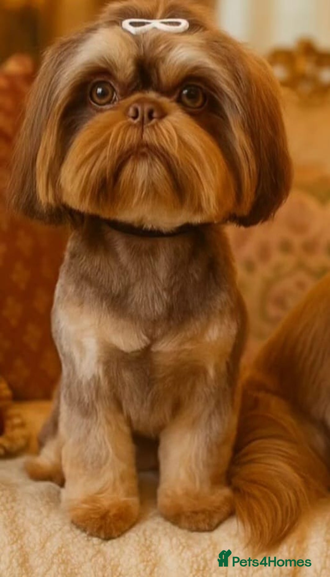 Shih Tzu dogs for sale: ✨️Exceptional Imperial Litter✨️ - Image 18