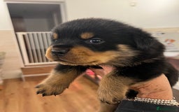 Rottweiler dogs for sale: Rottweiler pups KC Registered + Champ Bloodlines - Image 11