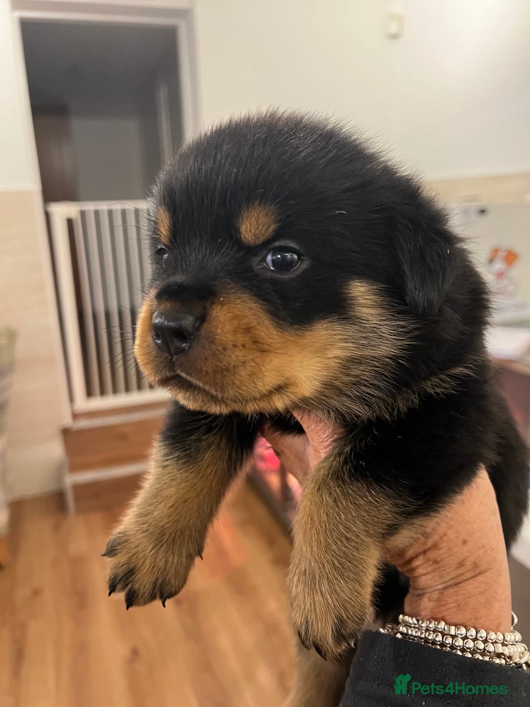 Rottweiler dogs for sale: Rottweiler pups KC Registered + Champ Bloodlines - Image 11