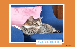 Mixed Breed cats for adoption: Scout — Playful Young Cat - Image 2