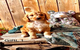 Cockapoo dogs for sale: Quality F1 Cockapoo Puppies  - Image 12