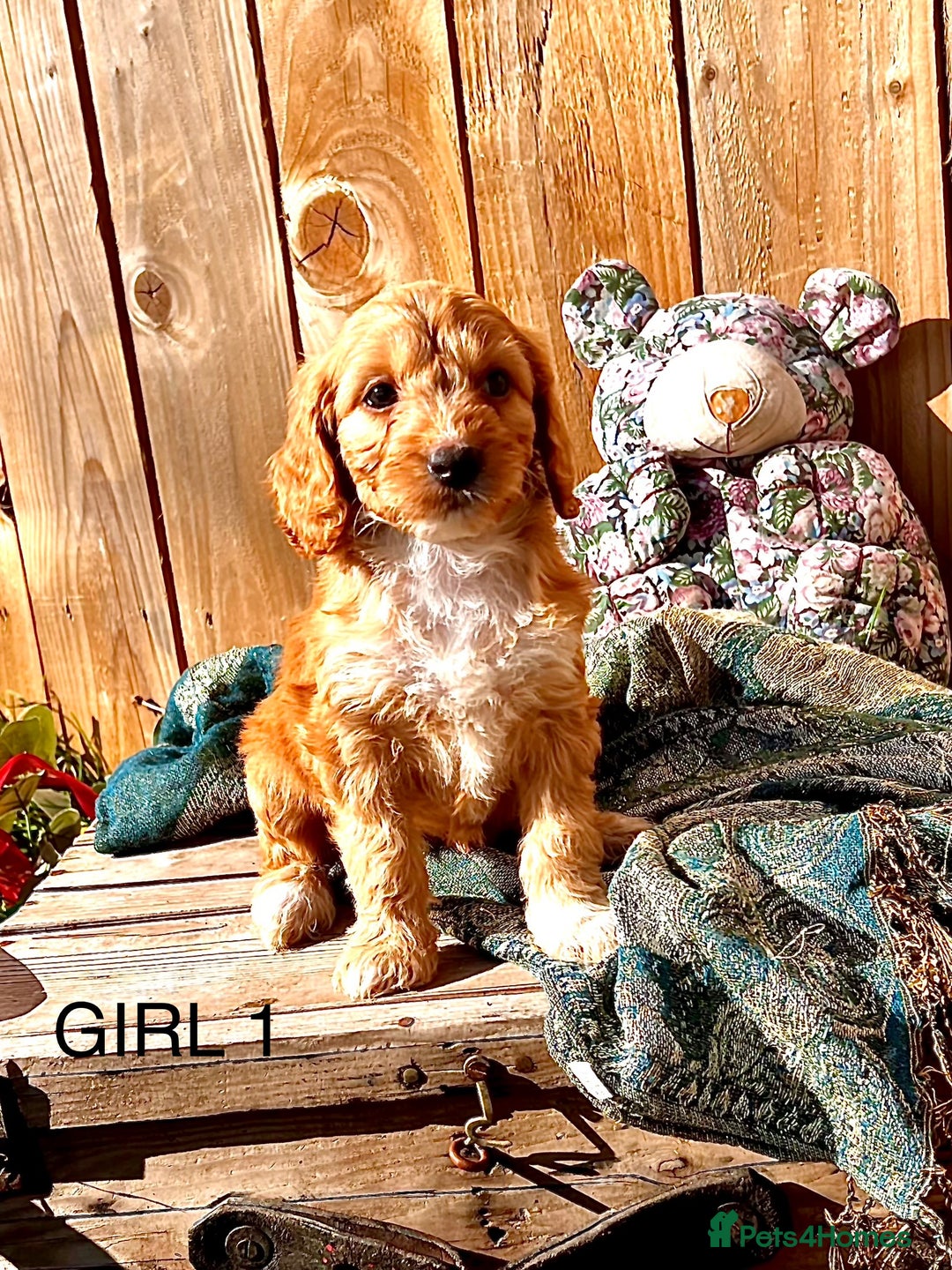 Cockapoo dogs for sale: Quality F1 Cockapoo Puppies  - Image 12