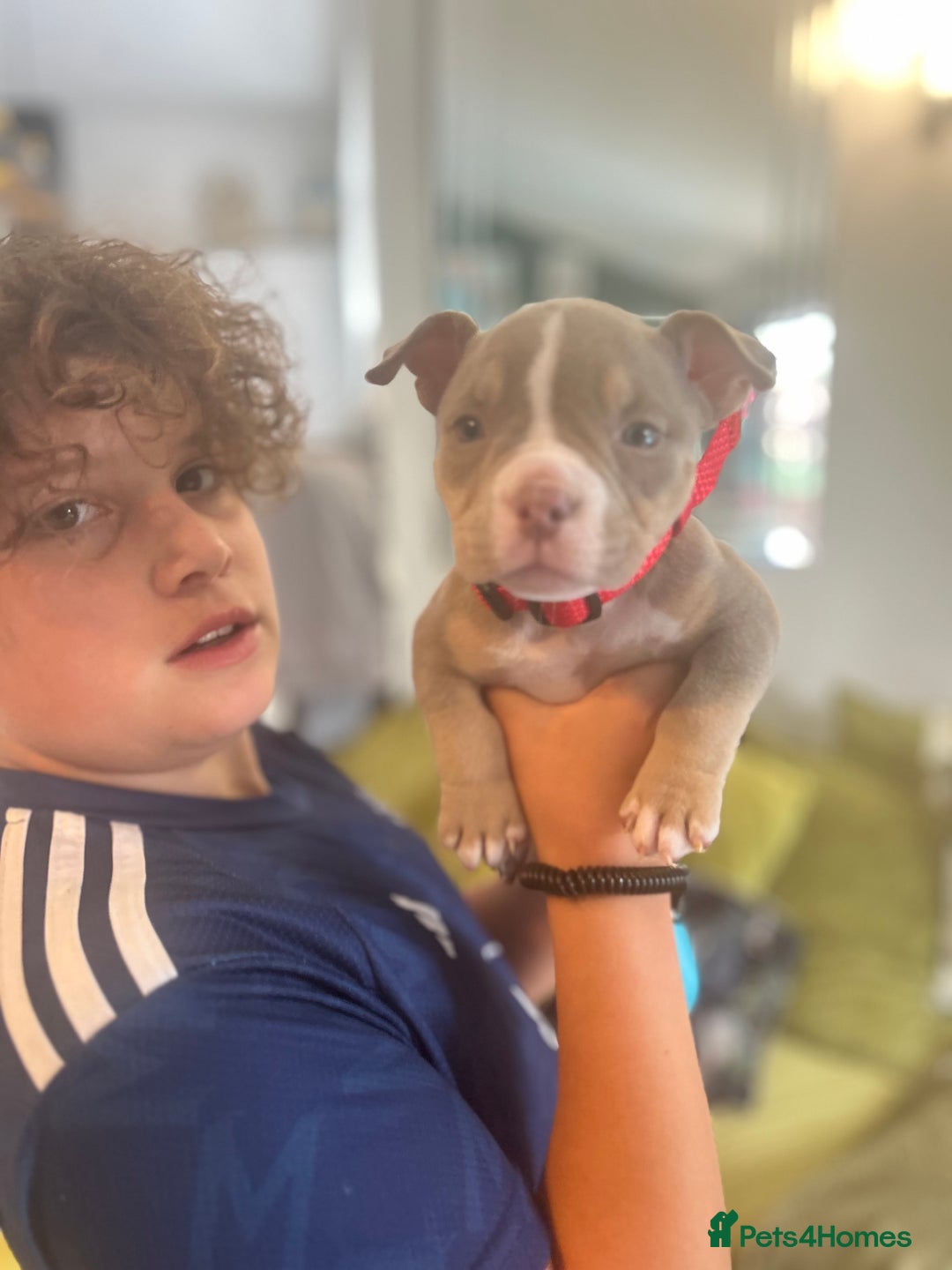 American Bully dogs for sale: Micro pocket bullies  - Image 19