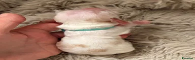 Cocker Spaniel 1