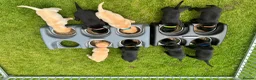 Labrador Retriever dogs for sale: Gorgeous Working Labrador Pups in Crewkerne - Advert 19