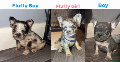 French Bulldog dogs French Bulldog puppies - Advert 11