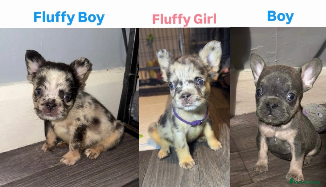 French Bulldog dogs for sale: REDUCED! French Bulldog puppies - Advert 13