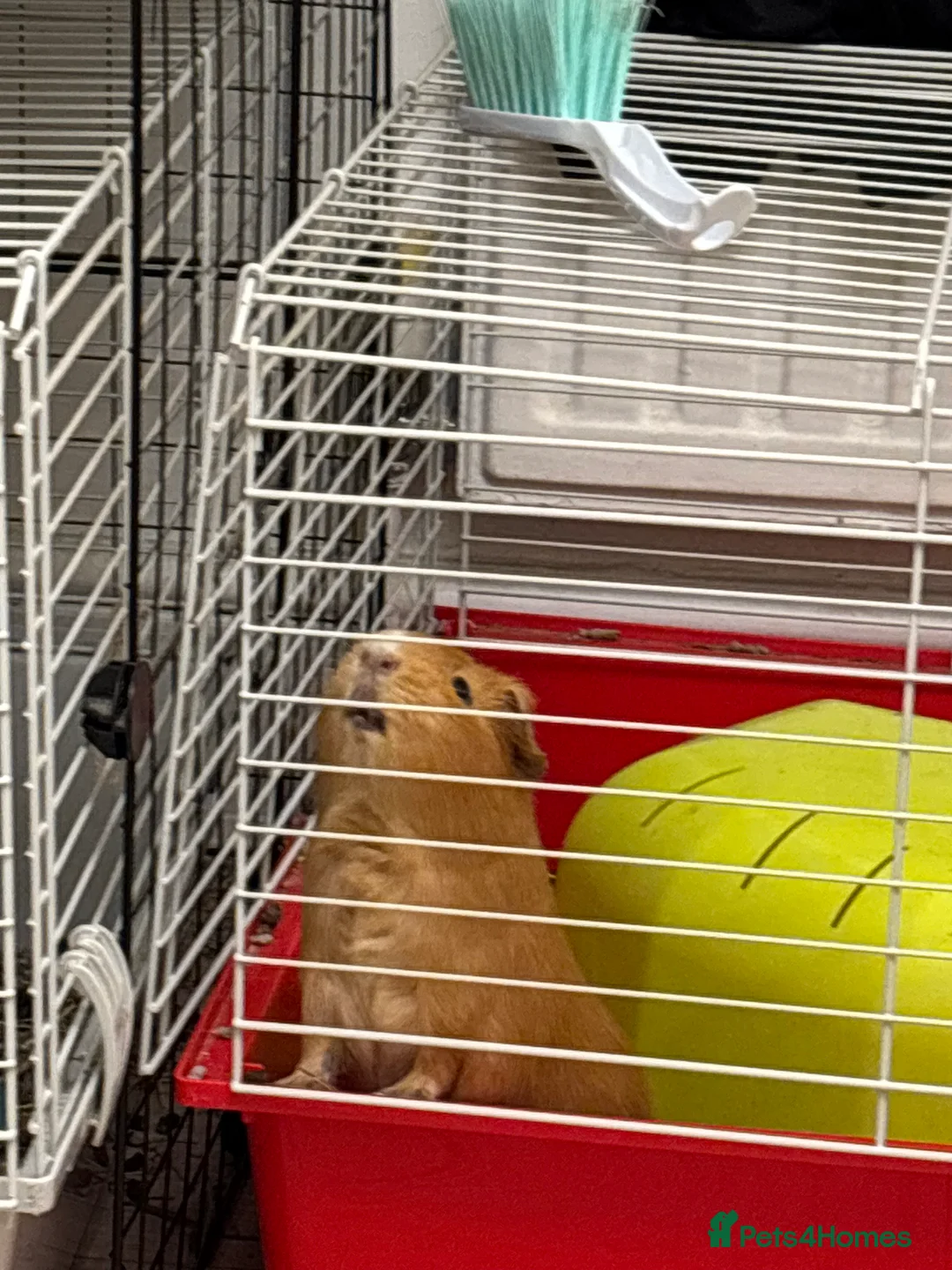 Guinea Pig rodents for sale: Guinea Pig For Adoption  - Advert 5