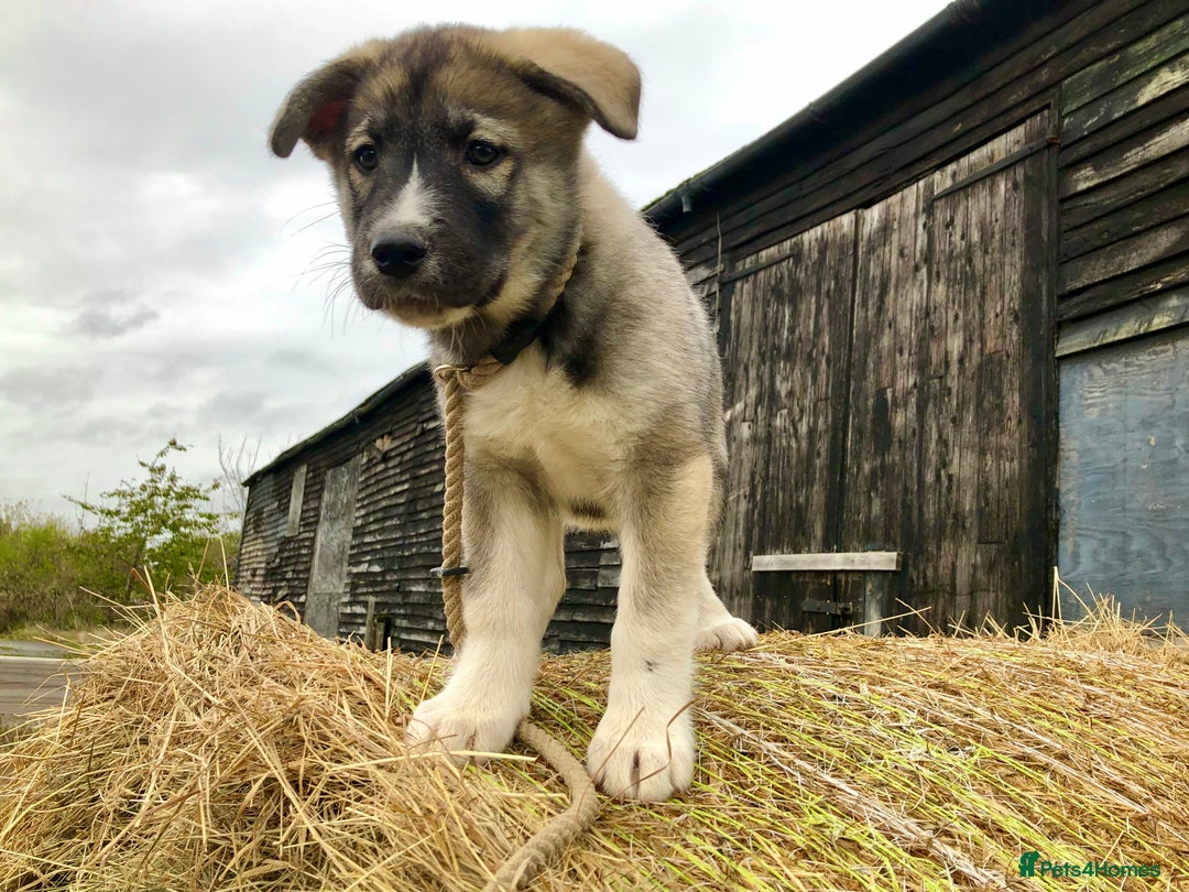 Mixed Breed dogs for sale: READY NOW! Caucasian Shepherd x Siberian Husky - Image 5