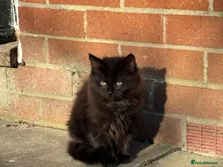 Mixed Breed cats Maine Coon x British shorthair - Advert 11