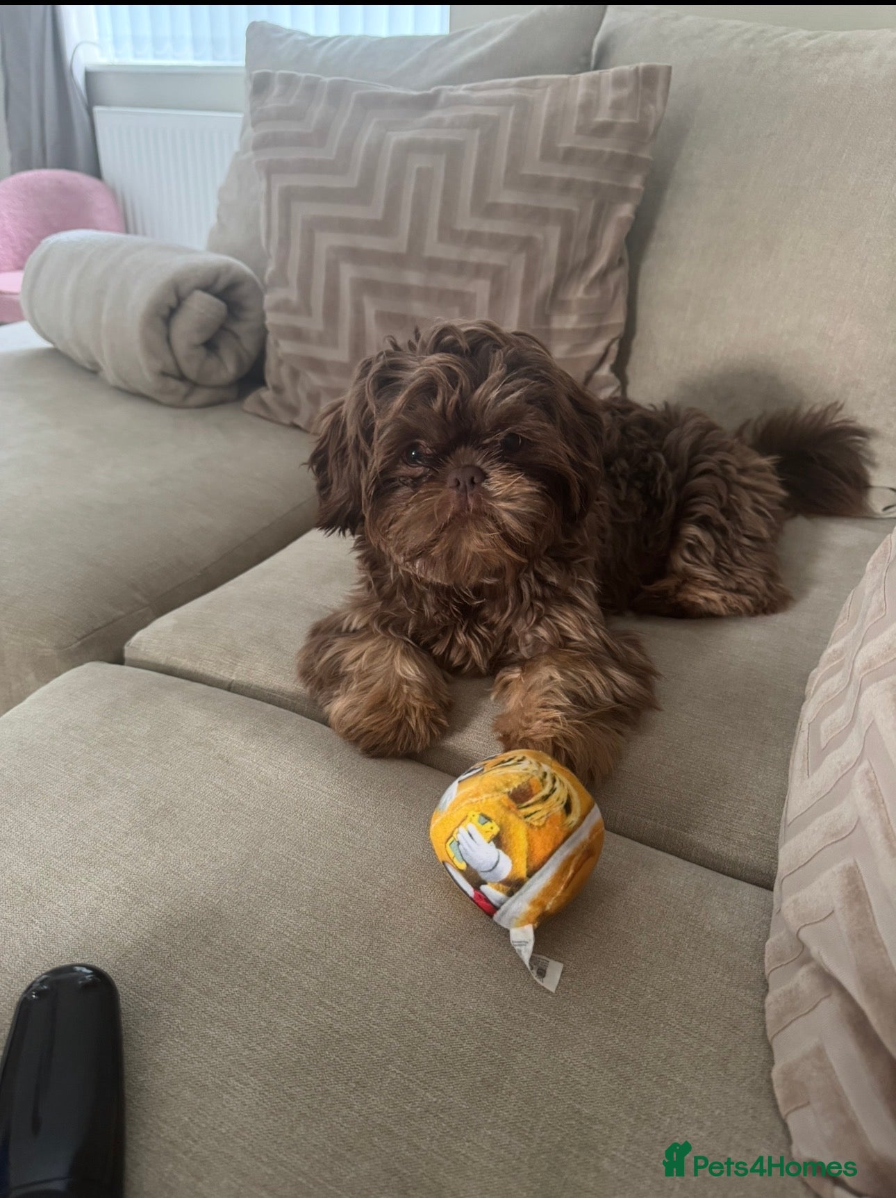 Shih Tzu dogs Chocolate imperial Shih Tzu - Advert 1