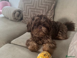 Shih Tzu dogs Chocolate imperial Shih Tzu - Advert 1