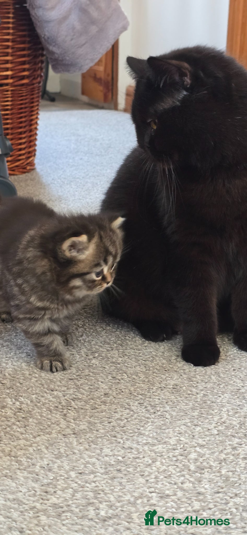 Brazilian Shorthair cats for sale: Tabby British shorthair  - Advert 3